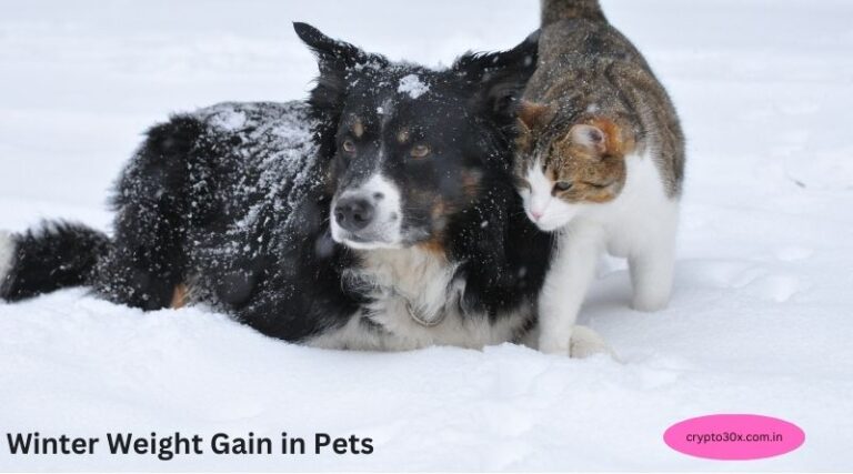 Winter Weight Gain in Pets